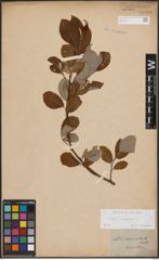 Foto von Salix caprea L.